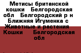 Метисы британской кошки - Белгородская обл., Белгородский р-н, Ближняя Игуменка с. Животные и растения » Кошки   . Белгородская обл.